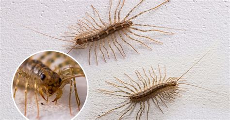 centipede larva|house centipede facts.